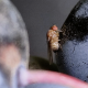 Importantes Avances en el control de Drosophila suzukii en arándanos
