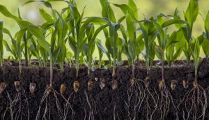 Crecimiento y tolerancia al estrés mediante el uso de bioestimulantes y reguladores de crecimiento