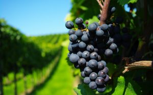 Renovando impulso en viticultura de precisión