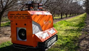 El robot que “caza” plagas de polillas en campos de almendros
