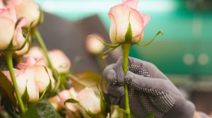 Las fórmulas de éxito para una adecuada nutrición en rosas