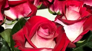 Los tres secretos de las flores de Colombia