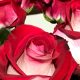 Los tres secretos de las flores de Colombia