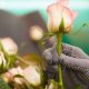 Las fórmulas de éxito para una adecuada nutrición en rosas