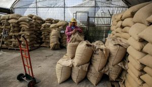 Producción de café de Colombia cae 7% en abril
