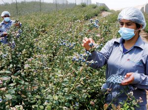 Salvador: Una variedad que empieza a despegar
