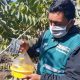 Senasa: trabajo articulado para controlar la mosca de la fruta en Ica