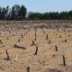 El rol de la agricultura en la seguridad alimentaria del futuro