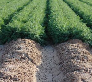 Impulsan acciones para la recuperación de suelos agrícolas