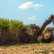 Brasil desarrolla bioinsumo que aumenta hasta en 20% el rendimiento de la caña de azúcar