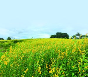 La aventura local en el desarrollo de bioinsumos