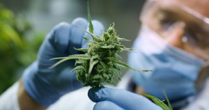 Un nuevo sector económico llamado cannabis medicinal