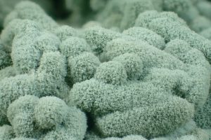 Nuevo estudio profundiza en el multipropósito de Trichoderma y sus alcances para la agricultura sustentable