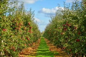 Variedades de manzanas y peras de clima cálido llegan a Sudamérica