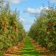 Variedades de manzanas y peras de clima cálido llegan a Sudamérica