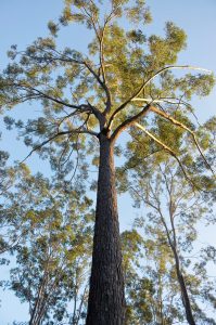 Australiana Bio-Gene y la israelí STK acuerdan términos para desarrollar biocontrolador de insectos