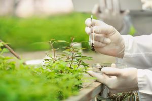 Brasil lidera la adopción de biológicos agrícolas a nivel mundial