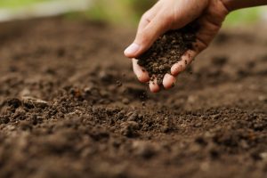Suelo vivo, base de la sustentabilidad en el cultivo de uva de mesa