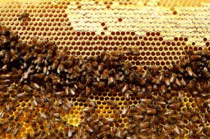 Apicultores buscan conocer el impacto de los incendios en el sector