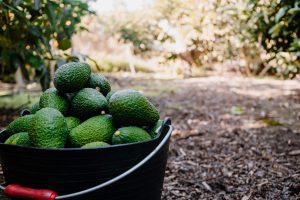 Palta peruana seguirá aumentando sus áreas productoras