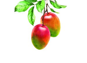 El mango busca un nuevo impulso