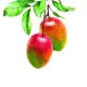 El mango busca un nuevo impulso