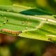 Brasil anunció el registro de un nuevo biocontrolador para el gusano cogollero