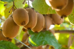 Envíos de kiwis chilenos aumentan en 55% gracias a impulso de Europa y América Latina
