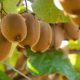 Envíos de kiwis chilenos aumentan en 55% gracias a impulso de Europa y América Latina