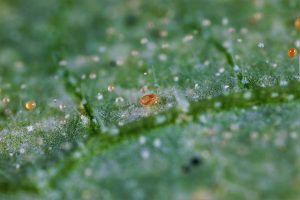 Investigadores plantean producir en Argentina un súper ácaro para biocontrol de plagas en campos latinoamericanos