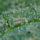 Investigadores plantean producir en Argentina un súper ácaro para biocontrol de plagas en campos latinoamericanos