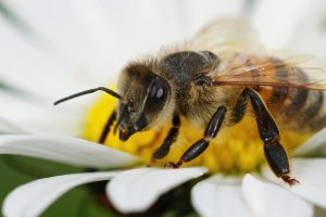 Nuevo biocontrolador previene hongo que afecta abejas melíferas