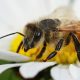 Nuevo biocontrolador previene hongo que afecta abejas melíferas