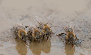 Estados Unidos aprueba primera vacuna del mundo para abejas melíferas