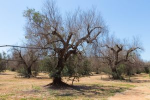 España: sequía disminuye la producción de aceite de oliva en más del 50%