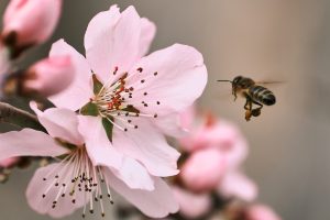 Más allá del control de plagas: utilizan semioquímicos para aumentar la polinización