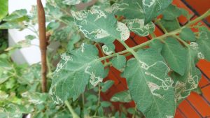 Control de la polilla del tomate tiene mejores resultados dentro de una estrategia de Manejo Integrado de Plagas