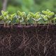 El rol de los bioestimulantes para una mayor eficiencia en la nutrición vegetal
