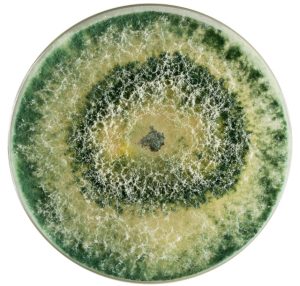 Microorganismos benéficos como promotores de economía circular en los campos agrícolas