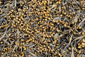 Condiciones con las que se extraen las algas son claves para su efecto bioestimulante