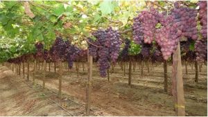 La clave está en la eficiencia