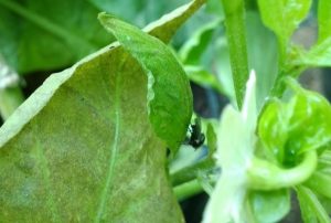 Determinan impacto y definen el uso de manejo integrado  para Neosilba pendula