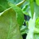 Determinan impacto y definen el uso de manejo integrado  para Neosilba pendula