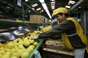 El Grupo San Miguel duplicará sus envíos de mandarinas