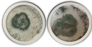 Estudio analiza la función de <em src=