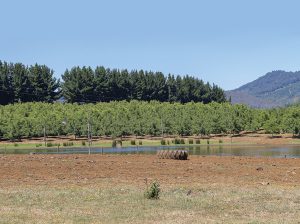 Las caras de la fruticultura en La Araucanía