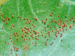 Principales plagas y enfermedades del banano