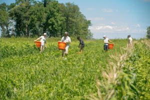 Estudio de 40 años muestra que agricultura orgánica tiene iguales o mejores rendimientos que la convencional