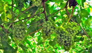 El ocaso de Thompson Seedless en Chile: la tradicional reina entre sus uvas desaparece de los campos del país