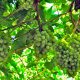 El ocaso de Thompson Seedless en Chile: la tradicional reina entre sus uvas desaparece de los campos del país